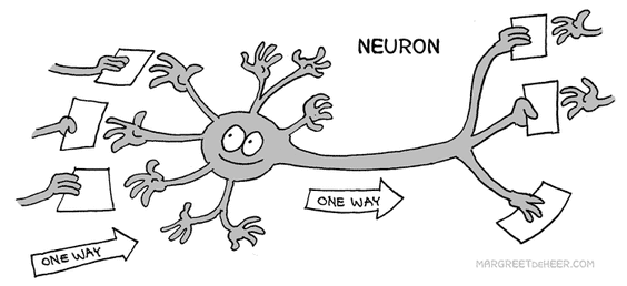 Brain Cells - Types of Cells in the Body